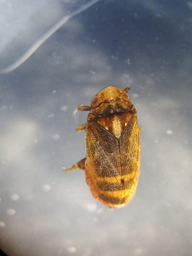 Tettigometra sp.